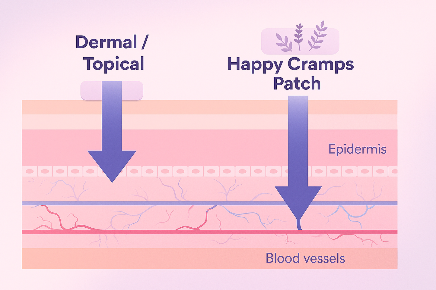 Dermal vs transdermal absorption diagram—how the patch works